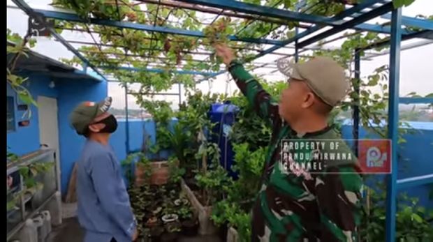 Pria di Jakarta Ini Sukses Bikin Kebun Anggur di Atap Rumah