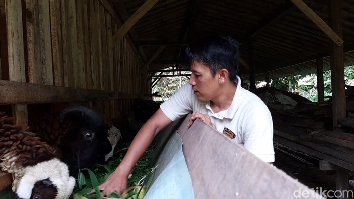 Kedai Kopi Banyumas Terdampak PPKM, Pegiat Kopi Ini Pilih Ternak Kambing