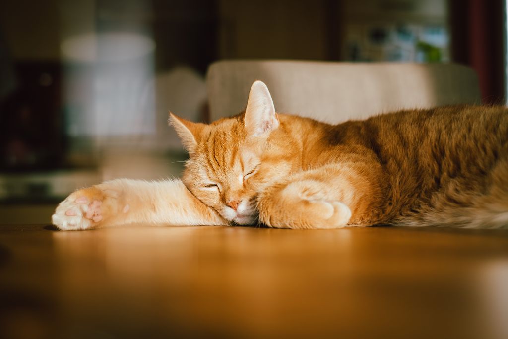 His name could be garfield