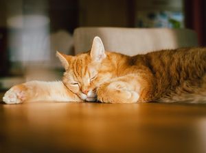 Apakah Hewan Mengalami Mimpi Saat Tidur?