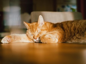 Apakah Hewan Mengalami Mimpi Saat Tidur?