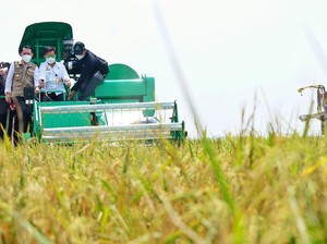 Stok Beras 10,6 Juta Ton, Pasokan hingga Akhir Tahun Dipastikan Aman