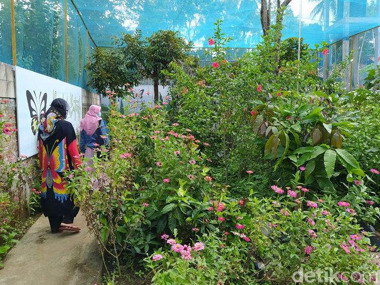 Penangkaran Kupu-kupu Borobudur