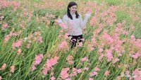 Taman Gladiol