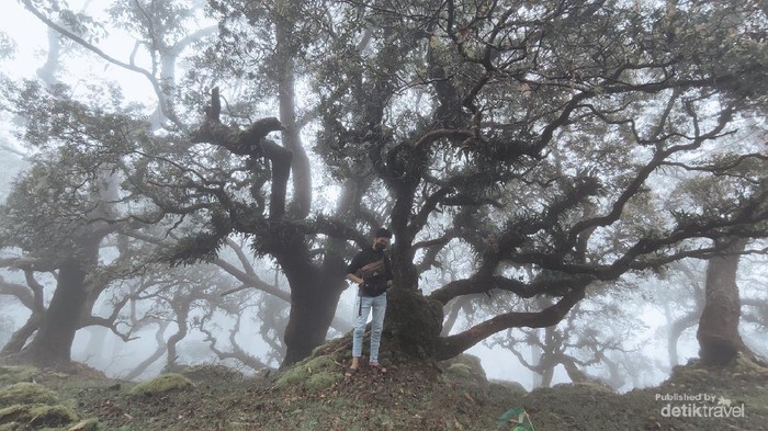 Hutan Bonsai Fatumnasi
