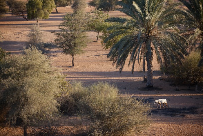 Suaka Oryx Arab di Oman