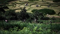 Para atlet mencoba trek MTB untuk perebutan medali di Olimpiade Tokyo di Izu, Jepang (23/7). MTB Cross-country pertamakali masuk Olimpiade pada Olimpiade 1996 di Atlanta, AS.  (AP Photo/Thibault Camus)