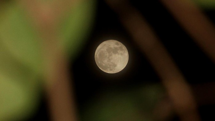 Bulan purnama Rusa terlihat di Desa Lamgapang, Krueng Barona Jaya, Aceh Besar, Aceh, Sabtu (24/7/2021). Fase bulan purnama adalah konfigurasi ketika Bulan terletak membelakangi Matahari dan segaris dengan Bumi dan Matahari. dimana jarak bulan dari bumi (geosentrik) sekitar 364.546 kilometer dan terletak di konstelasi Capricornus yang membentuk sudut 5,1 derajat terhadap ekliptika sehingga setiap fase bulan purnama tidak selalu beriringan dengan gerhana bulan ANTARA FOTO/Syifa Yulinnas/hp.