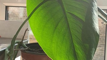 Bayangan pada tanaman ini yang terhubung dengan tangkai membuatnya tampak seperti menghadap ke arah lain. Foto: Brightside