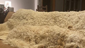 Jangan asal duduk, ada anjing di sini. Foto: Brightside