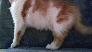 Kucing ini tidur seperti sedang berdiri. Foto: Brightside