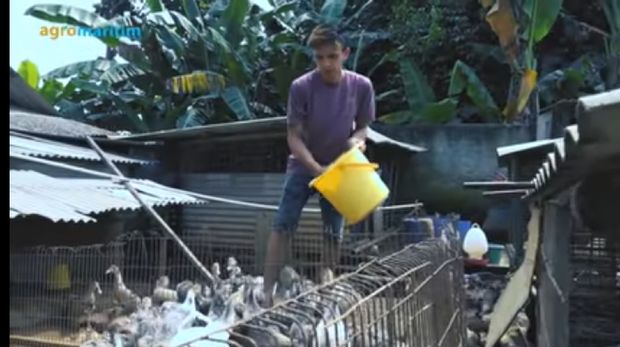 Modal Nekat Ternak Entog, Mantan Ojol Ini Sekarang Punya 500 Entog