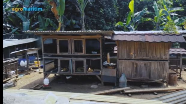 Modal Nekat Ternak Entog, Mantan Ojol Ini Sekarang Punya 500 Entog