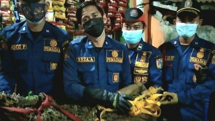 Petugas Suku Dinas Penanggulangan Kebakaran Dan Penyelamatan (Gulkarmat) Jakarta Barat mengevakuasi buaya sepanjang 175 sentimeter dengan bobot 40 kilogram di Jalan Duri Selatan Gang Gerindo V RT06/06, Duri Selatan, Kecamatan Tambora, Sabtu (24/7/2021) petang. (ANTARA/HO-Sudin Gulkarmat Jakarta Barat)