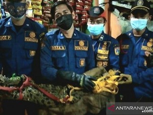 Nasib Buaya yang Ditangkap di Selokan Depan Rumah Warga Tambora Jakbar