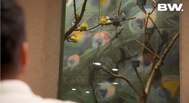 Menariknya, di sini terdapat semacam kandang yang penuh burung warna-warni. Ini aquarium burung, kata Airyn.  (Foto: YouTube/Boy William)