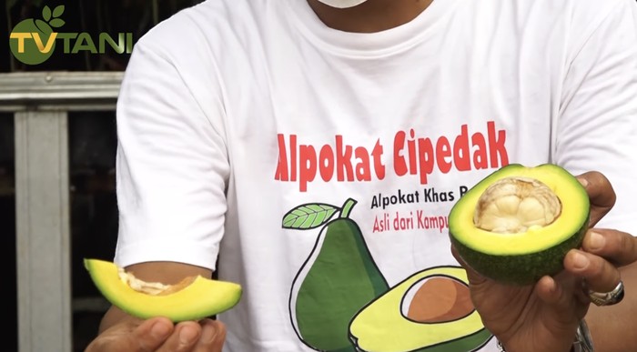 Alpukat Cipedak dari Jagakarsa, Kulitnya Bisa Dikupas Seperti Pisang!