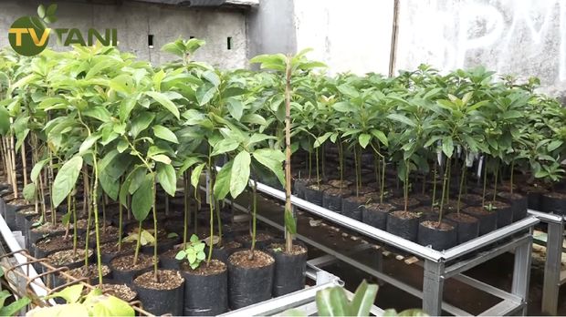 Alpukat Cipedak dari Jagakarsa, Kulitnya Bisa Dikupas Seperti Pisang!