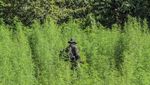 Memberantas Ladang Ganja di Kaki Gunung Leuser