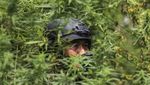 Memberantas Ladang Ganja di Kaki Gunung Leuser