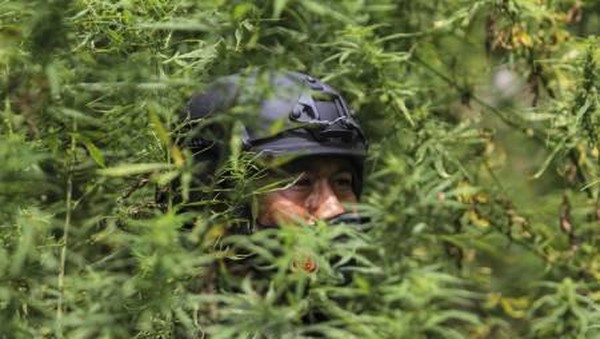 Tim gabungan mencabut satu demi satu tanaman ganja untuk kemudian dikumpulkan dan dimusnahkan dengan cara dibakar. (Syifa Yulinas/Antara) Tim gabungan mencabut satu demi satu tanaman ganja untuk kemudian dikumpulkan dan dimusnahkan dengan cara dibakar. (Syifa Yulinas/Antara)