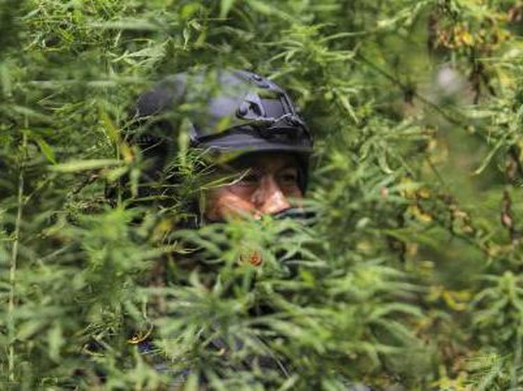 Memberantas Ladang Ganja di Kaki Gunung Leuser