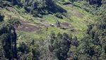 Memberantas Ladang Ganja di Kaki Gunung Leuser