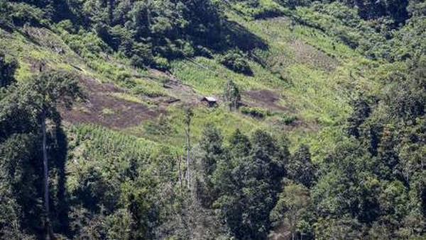 Di Desa Pulo, Kecamatan Seulimeum, Kabupaten Aceh Besar terdapat dua hektare tanaman ganja dan di Desa Beutong Ateuh, Kecamatan Beutong, Kabupaten Nagan Raya seluas tujuh hektare tanaman ganja siap panen. (Syifa Yulinas/Antara) Di Desa Pulo, Kecamatan Seulimeum, Kabupaten Aceh Besar terdapat dua hektare tanaman ganja dan di Desa Beutong Ateuh, Kecamatan Beutong, Kabupaten Nagan Raya seluas tujuh hektare tanaman ganja siap panen. (Syifa Yulinas/Antara)