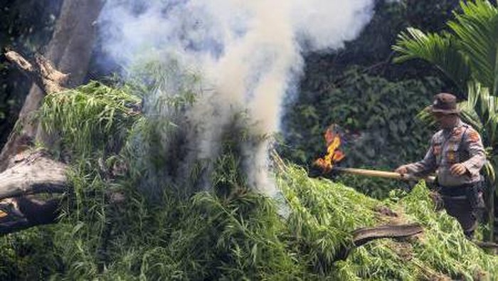Badan Narkotika Nasional (BNN), Kepolisian Polda Aceh, Kodim 0101 Aceh Besar, Bea dan Cukai, serta Satpol PP melakukan operasi pemusnahan ladang ganja. Seperti apa?
