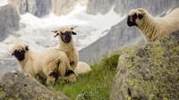 Karena banyak dijual sebagai hewan ternak, domba valais blacknose mulai langka. (Getty Images/iStockphoto)