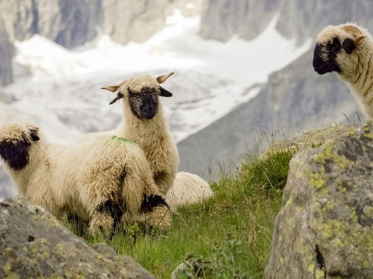 Gemas dan Lucu, Shaun the Sheep Ini Harganya Selangit