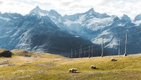 Di Pegunungan Swiss hiduplah domba-domba menggemaskan bernama valais blacknose. (Getty Images/iStockphoto)