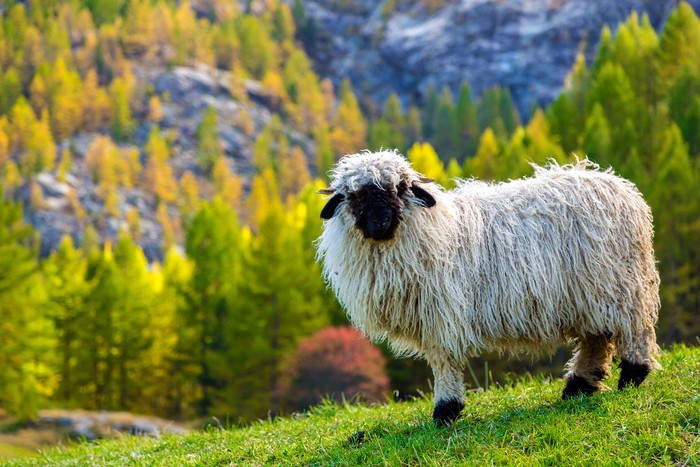 Domba Valais blacknose, domba shaun the sheep