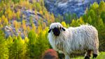 Gemas dan Lucu, Shaun the Sheep Ini Harganya Selangit
