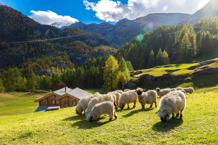 Domba Valais blacknose, domba shaun the sheep