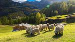 Gemas dan Lucu, Shaun the Sheep Ini Harganya Selangit