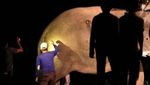 Meredam Konflik Gajah dan Manusia