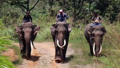 Meredam Konflik Gajah dan Manusia