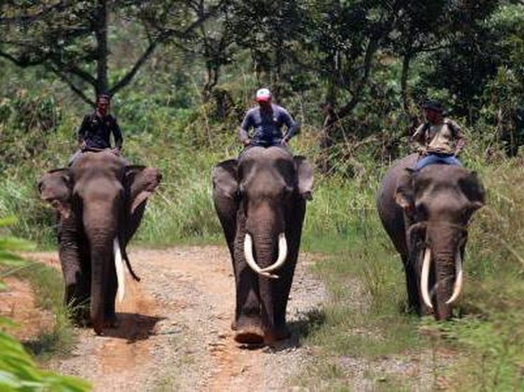 Meredam Konflik Gajah dan Manusia