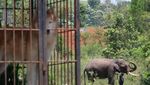 Meredam Konflik Gajah dan Manusia