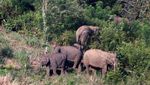 Meredam Konflik Gajah dan Manusia