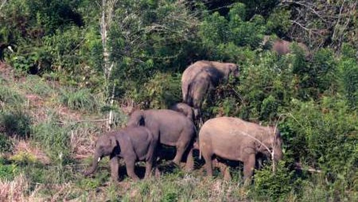 Gajah liar di Bener Meriah, Aceh Gajah liar di Bener Meriah