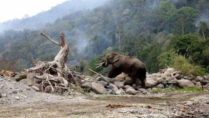 Gajah liar di Bener Meriah, Aceh Gajah liar di Bener Meriah