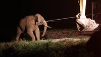 Peningkatan konflik gajah yang masih berlanjut hingga pertengahan 2021 dikhawatirkan akan berdampak terhadap kelestarian dan menyusutnya habitat satwa langka dan dilindungi itu. (Irwansyah Putra/Antara)