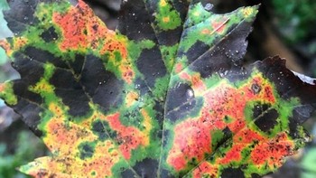 Permukaan daun yang seperti radar cuaca. Foto: Brightside