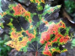 Kumpulan Potret Fenomena Alam yang Unik Tanpa Editan