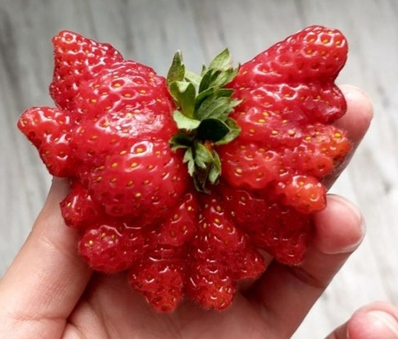 Kumpulan Potret Fenomena Alam yang Unik Tanpa Editan