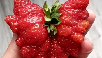 “Saya membuat selai hari ini dan saya menemukan stroberi ekstra ini.” Foto: Brightside