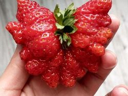 Kumpulan Potret Fenomena Alam yang Unik Tanpa Editan