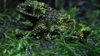 Katak yang terlihat seperti lumut. Foto: Brightside